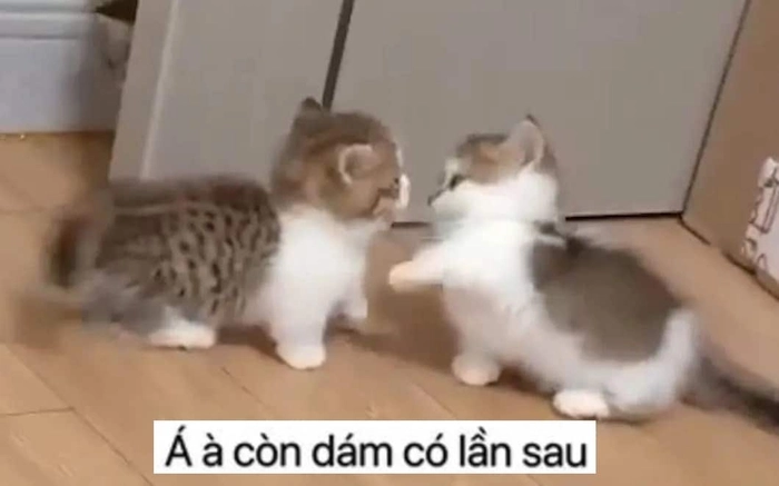 Meme mèo con đánh nhau