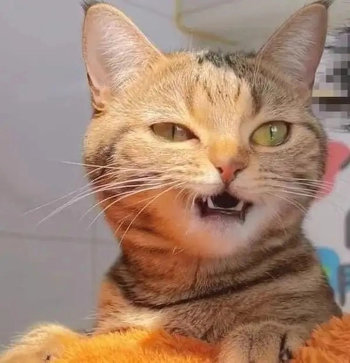 Meme mèo cười khinh bỉ