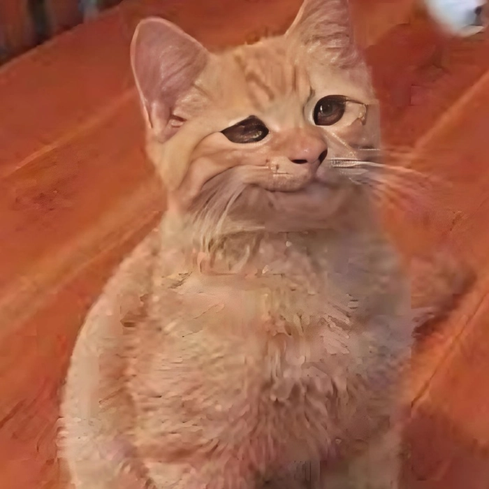 Meme mèo cười khinh