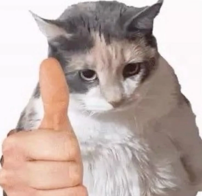 Meme mèo cười like chế troll