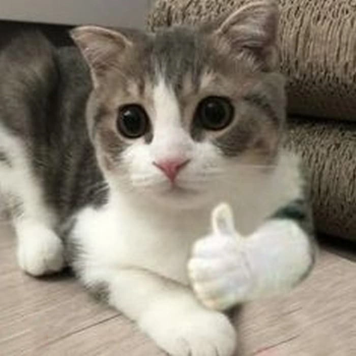 Meme mèo cười like đáng yêu