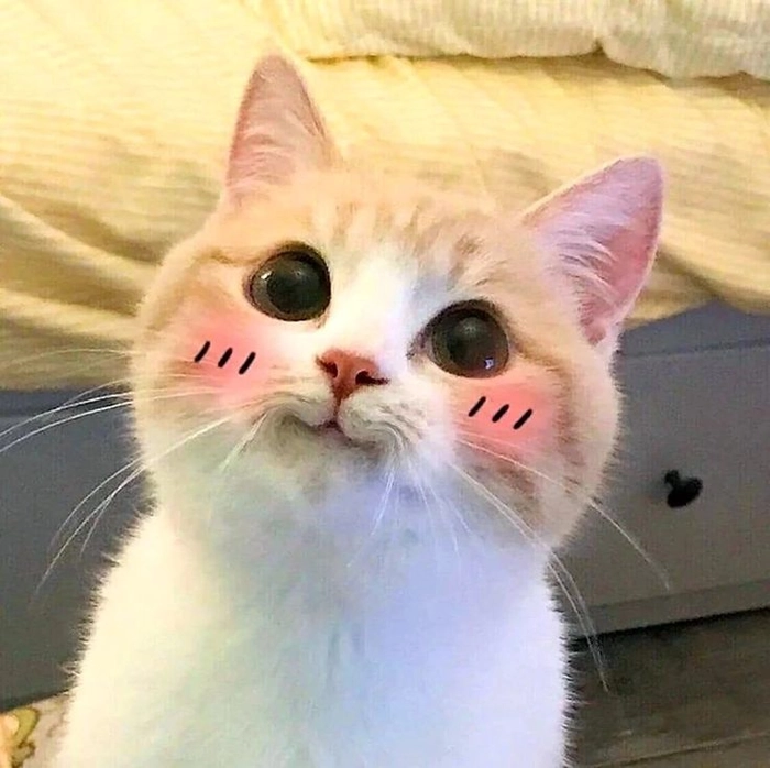 Meme mèo cười ngại