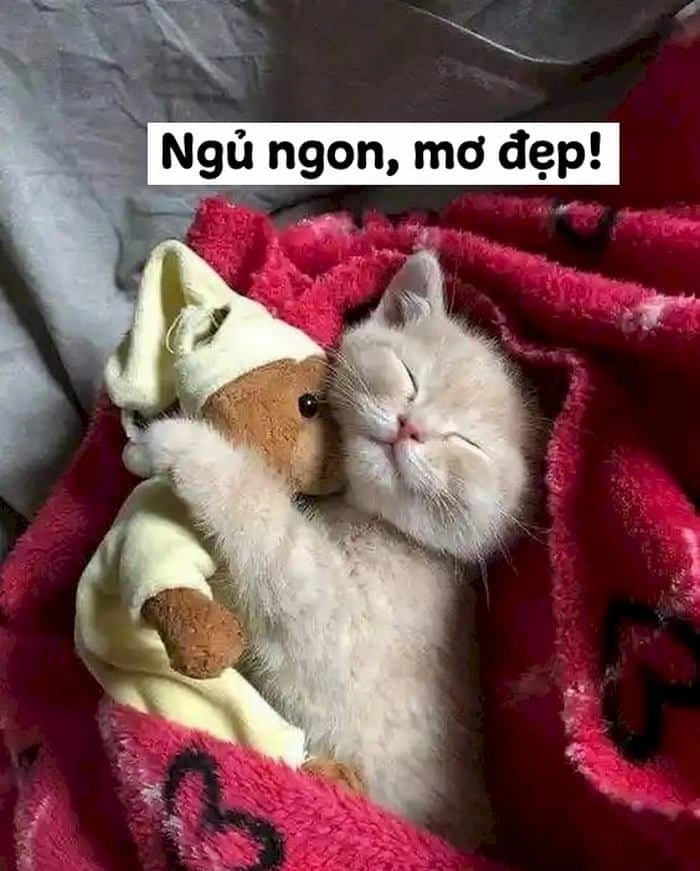 Meme mèo cười ngủ ngon