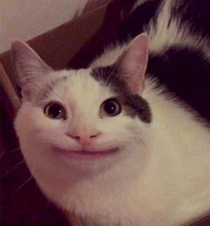 Meme mèo cười nhếch mép cực vui