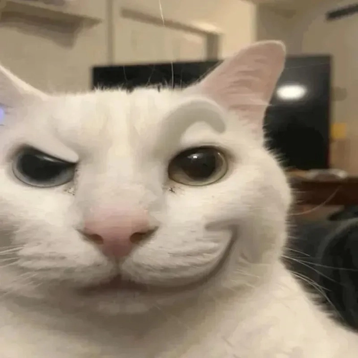 Meme mèo cười nhếch mép hài hước
