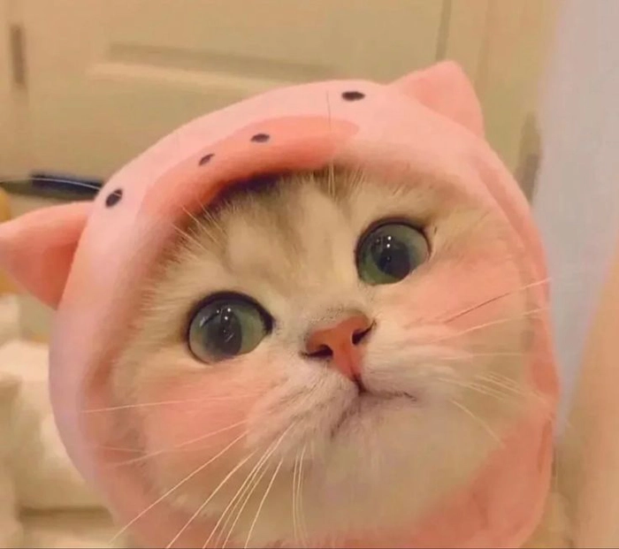 Meme mèo cute ngại