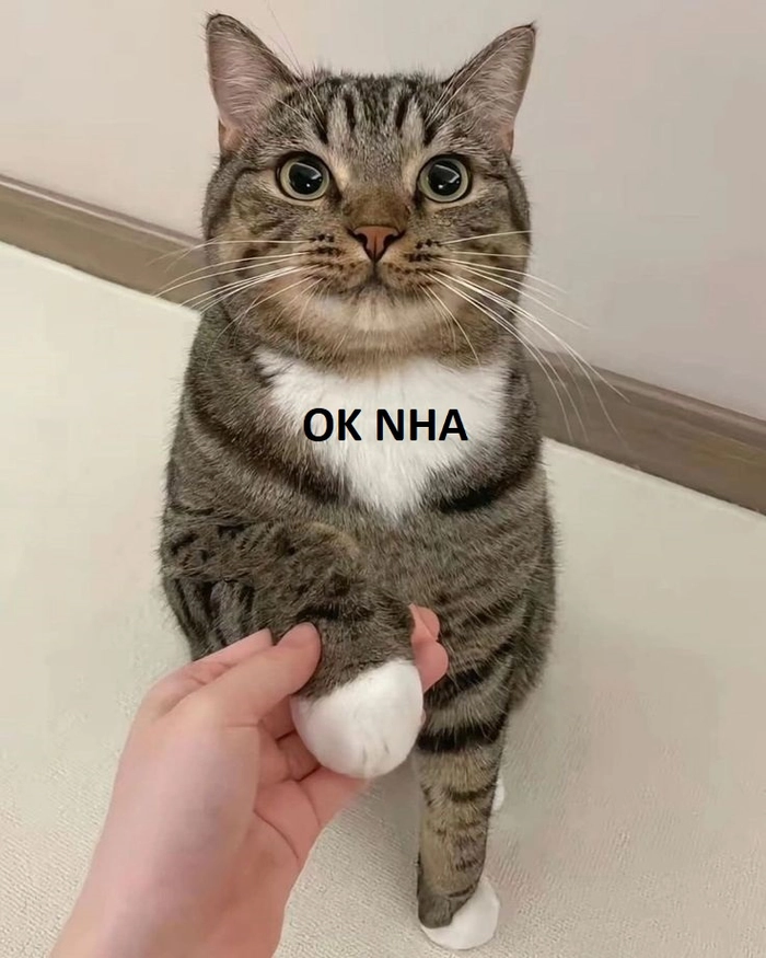 Meme mèo cute ok biểu cảm hài