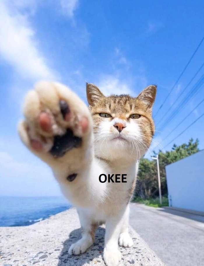Meme mèo cute ok cưng xỉu