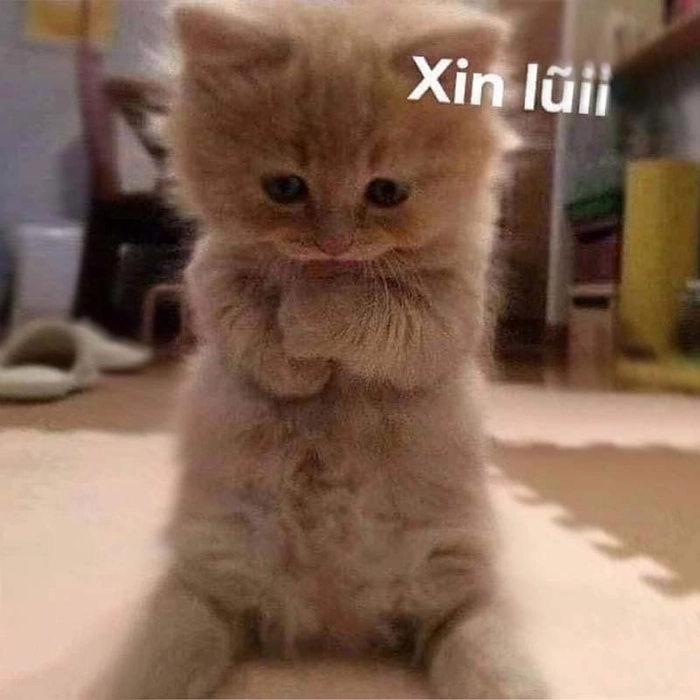 Meme mèo cute xin lỗi khúm núm