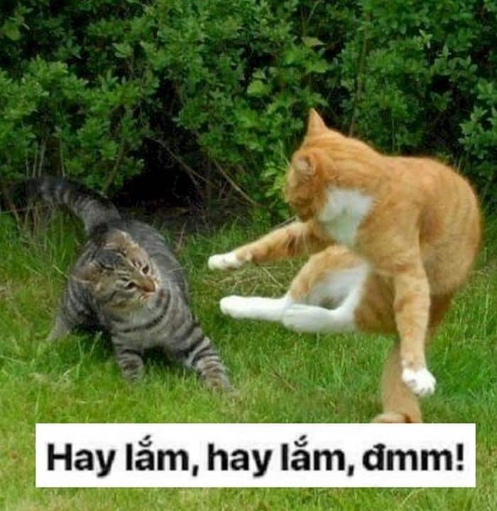 Meme mèo đấm nhau hài hước
