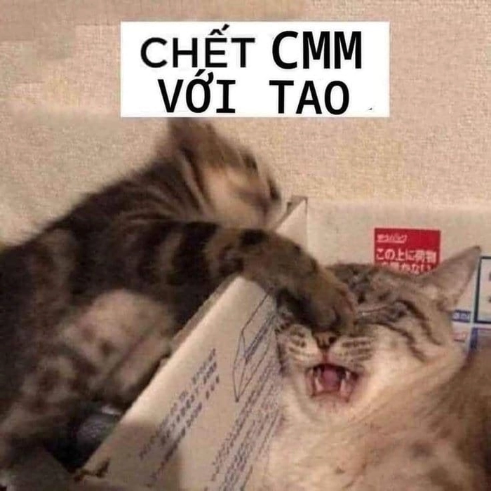 Meme mèo đấm nhau siêu ngầu