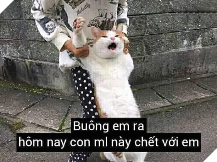 Meme mèo đấm nhau
