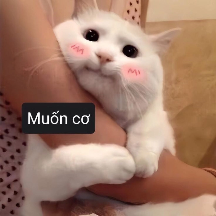 Meme mèo đang ngại