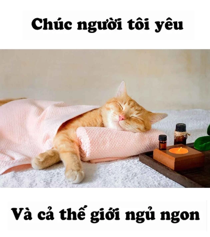 Meme mèo đáng yêu ngủ
