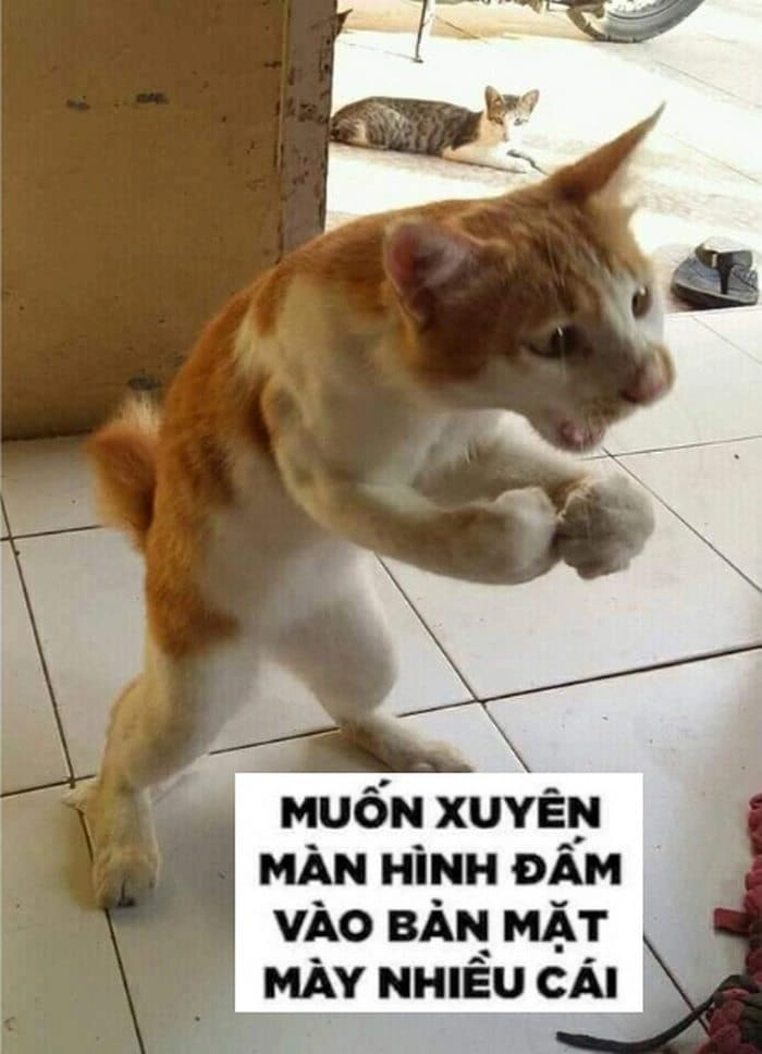 Meme mèo đánh đấm bựa