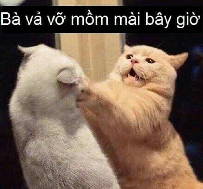 Meme mèo đánh lộn