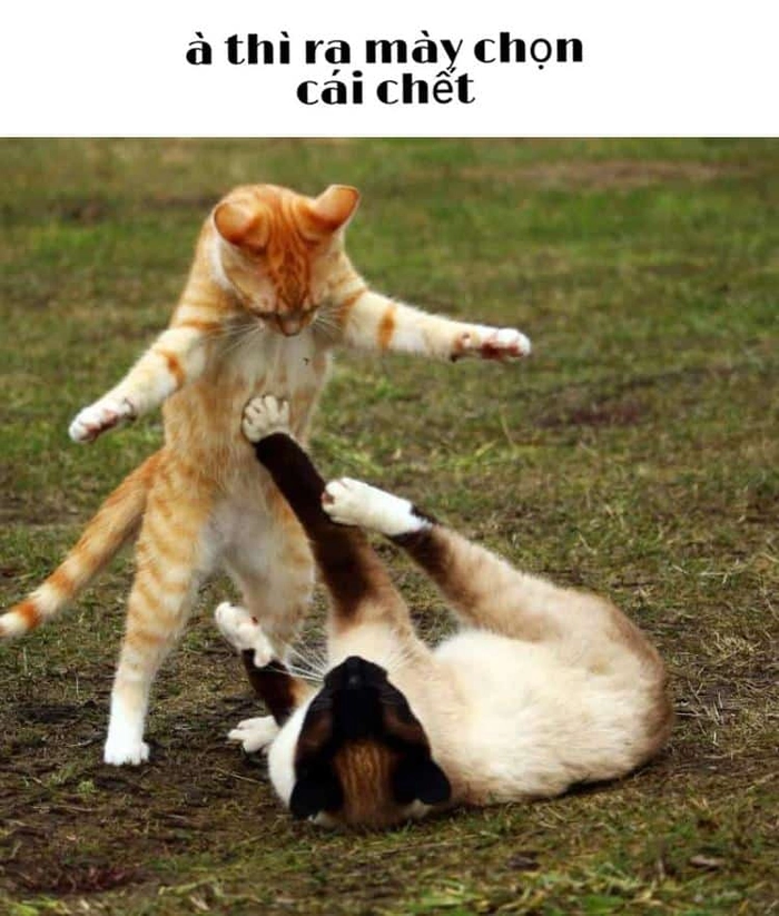 Meme mèo đánh nhau dễ thương