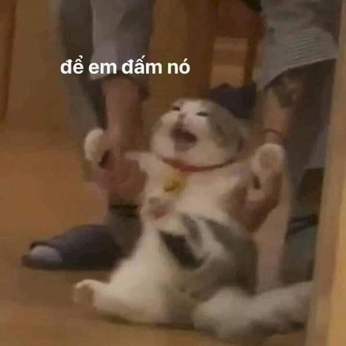 Meme mèo đánh nhau