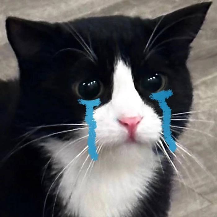 Meme mèo đen khóc cute