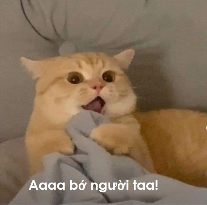 Meme mèo đỏ mặt ngại