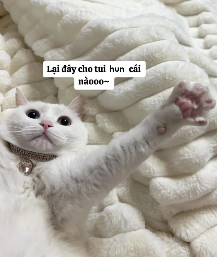 Meme mèo đòi hôn