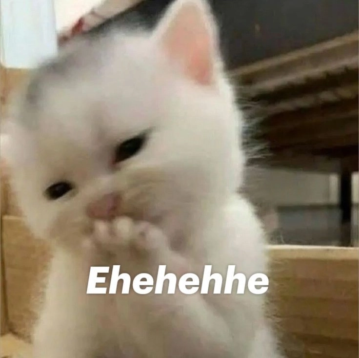 Meme mèo gãi đầu ngại