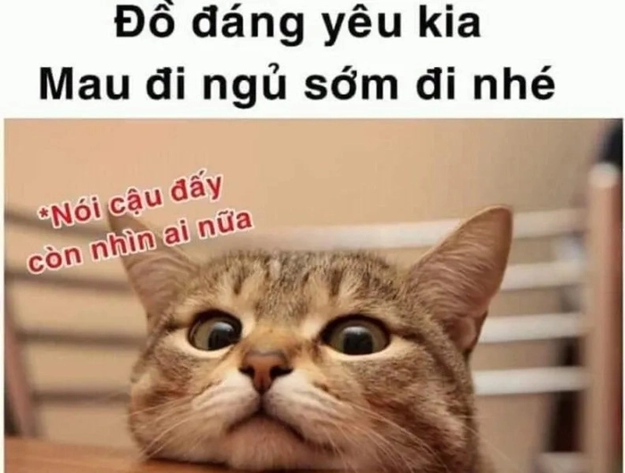 Meme mèo gửi lời ngủ ngon
