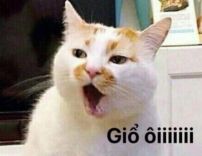 Meme mèo há hốc mồm ngơ