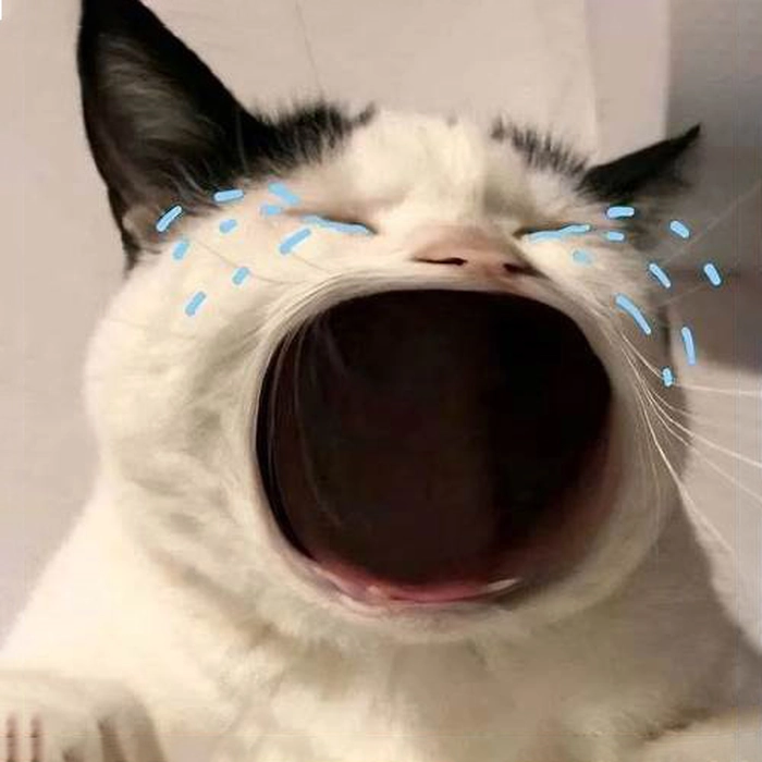 Meme mèo há hốc mồm