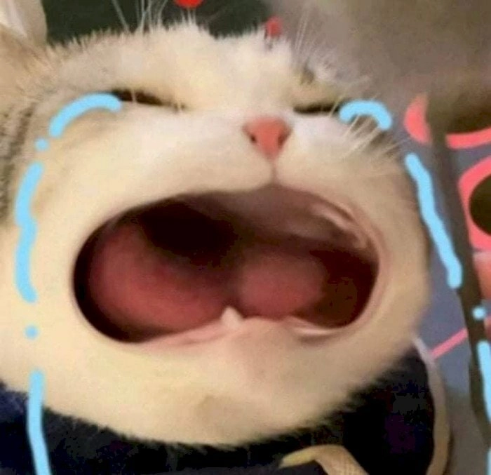 Meme mèo há miệng bối rối