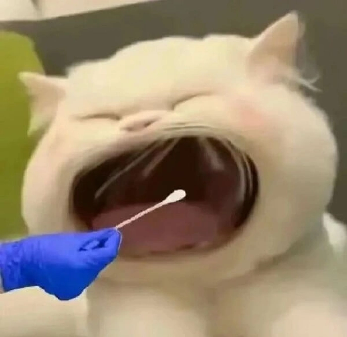 Meme mèo há mồm cute