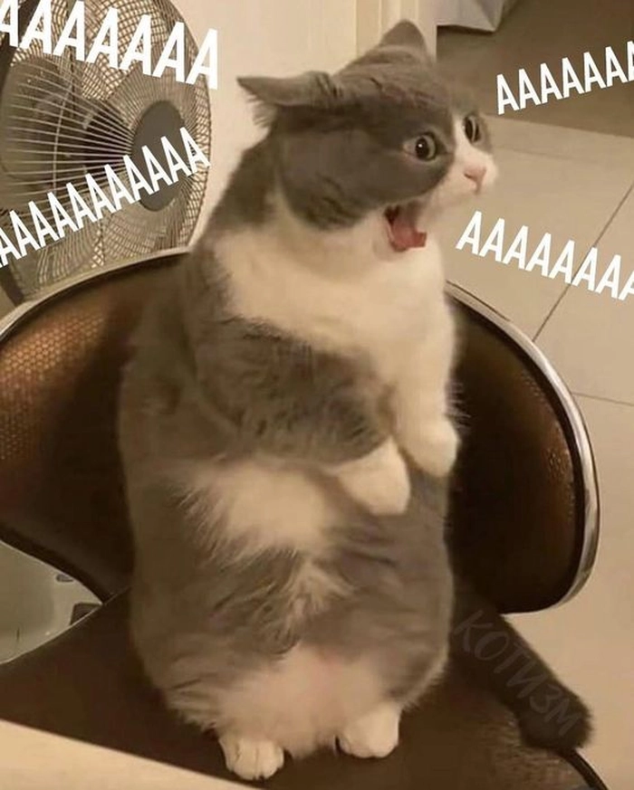 Meme mèo há mồm hài hước