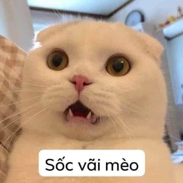Meme mèo há mồm ngạc nhiên