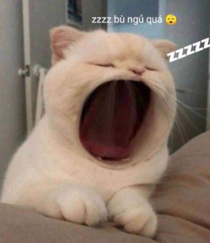 Meme mèo há mồm to