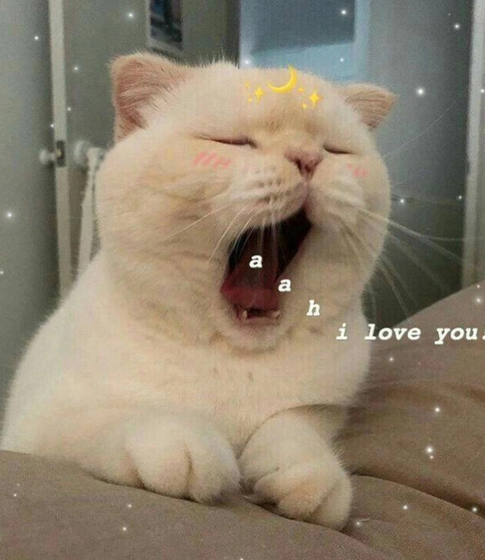 Meme mèo há mồm