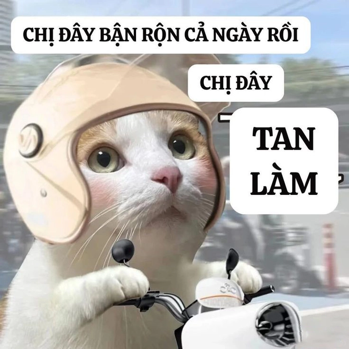 Meme mèo hài bựa cực gắt