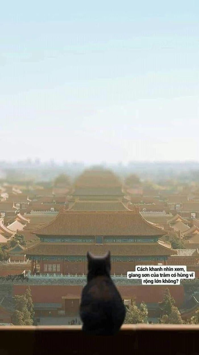 Meme mèo hài bựa siêu mặn