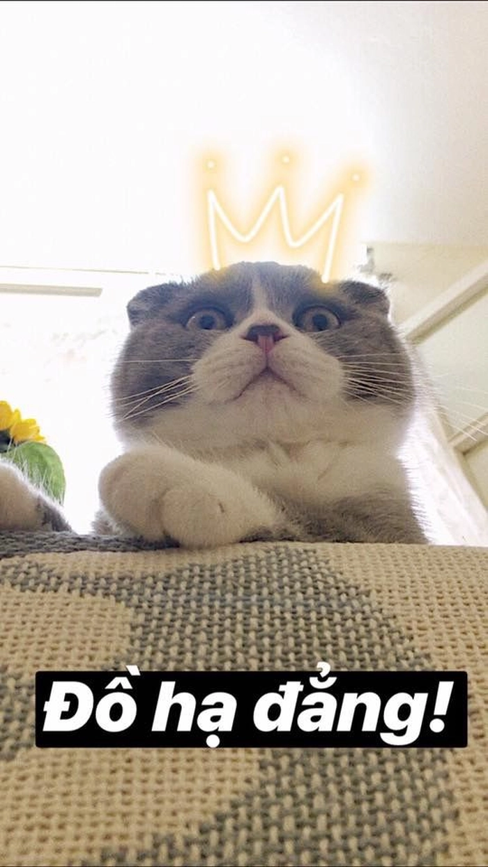 Meme mèo hài hước chất meme