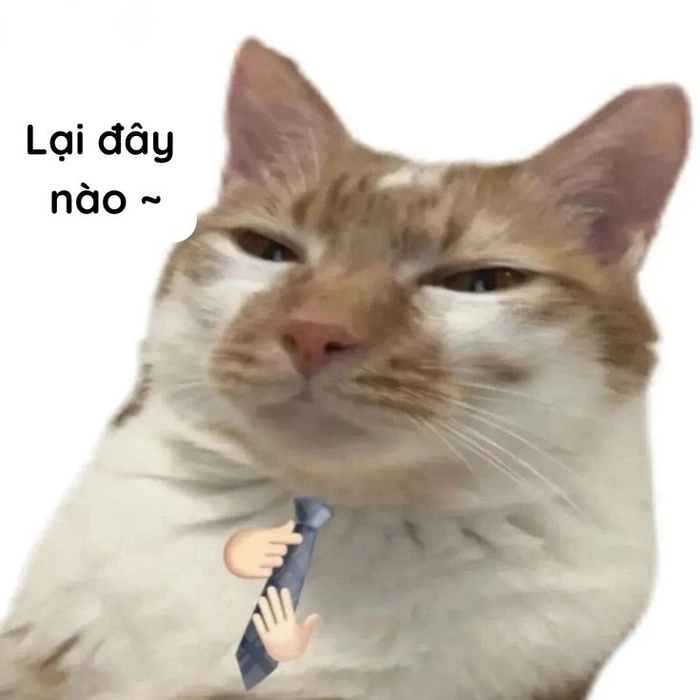 Meme mèo hài hước chế đỉnh
