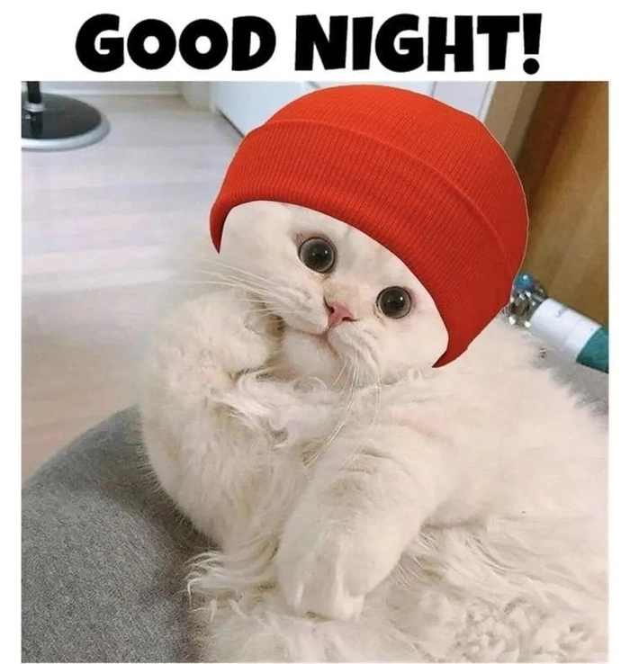 Meme mèo hoạt hình chúc ngủ ngon