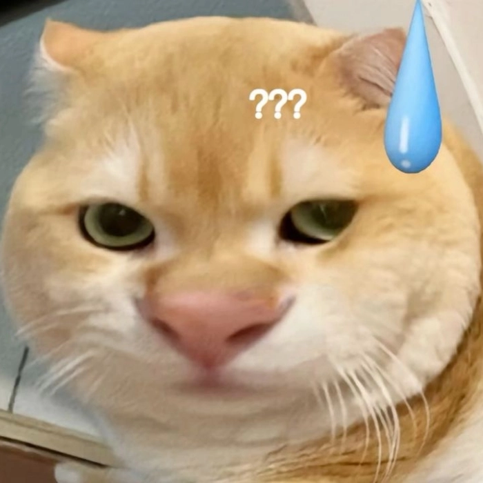 Meme mèo hỏi chấm phiên bản cute