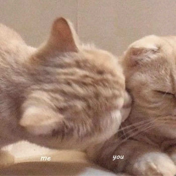 Meme mèo hôn cực chill