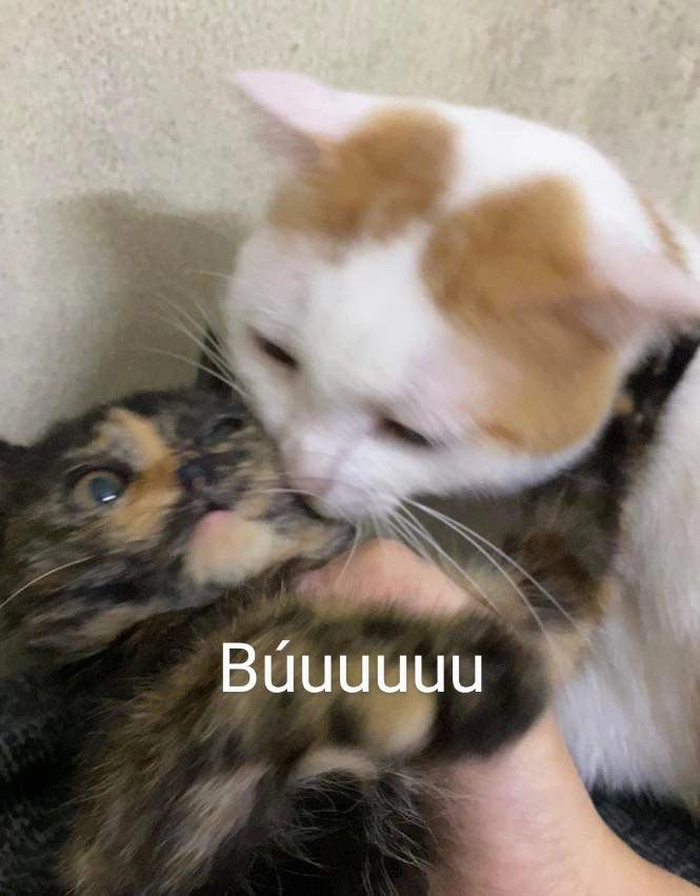 Meme mèo hôn cực hài