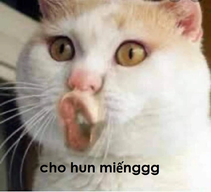 Meme mèo hôn dễ thương
