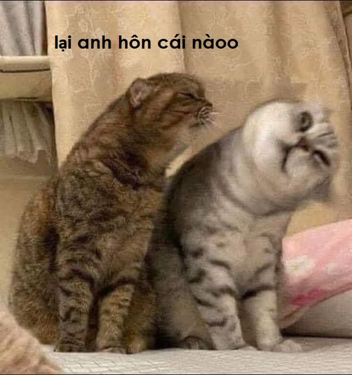 Meme mèo hôn nhau hài hước