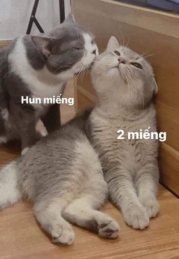 Meme mèo hôn nhẹ má