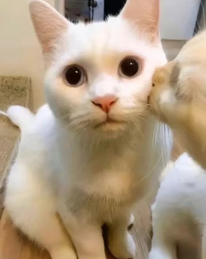 Meme mèo hôn siêu cute