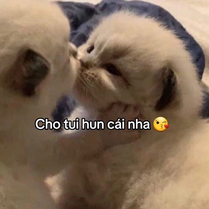 Meme mèo hôn trộm