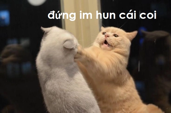 Meme mèo hun cực dễ thương