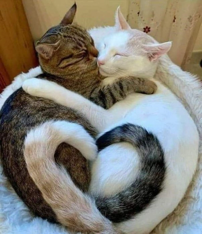 Meme mèo hun đầy tình tứ
